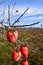 Persimmon fruits on trees on autumn field