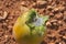 Persimmon infested by cottony mealybugs or Pseudococcus longispinus