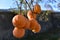 Persimmon orange fruit