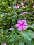 Persimmon plant with flowers that are blooming in purple