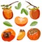 Persimmon set isolated on white background. Whole and sliced sharon fruit vector illustration