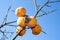 Persimmon tree