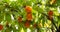 Persimmon tree and beautiful green leaves. Diospyros kaki, species of perennial Ebenaceae trees native to Asia