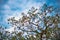 Persimmon tree in blue sky