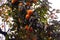 Persimmon tree, lots of fruits