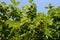 Persimmon Tree with many blooms