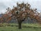 Persimmon tree produce fruit full effect.