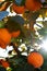 Persimmon tree with Ripe orange fruits in the autumn garden