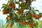 Persimmon tree with Ripe orange fruits in the autumn garden