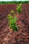 Persimmon trees very young growing