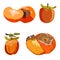 Persimmon whole and cut set isolated on white background. Sliced sharon fruit vector illustration