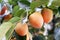 Persimmons fruit on tree close up. Agriculture and harvesting concept.