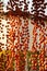 Persimmons hanging and drying to make dried persimmons