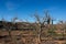 Persimmons without leaves after winter harvest