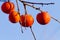 Persimmons on the tree