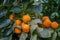 Persimmons tree, Persimmons trees from Thailand country