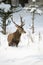 Persistent male of red deer wading in the snowy and hard terrain