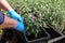 Person adjusting the plants in the pot