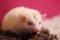 Person african pygmy hedgehog close up Albino with red eyes