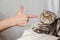 A person in anger pokes the index finger in a frightened cat Scottish Fold