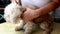 Person applying ticks, lice and mites control medicine on poodle pet dog with long fur