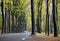 Person on bicycle and car in autumn forest on utrechtse heuvelrug