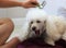 Person brushing a bored white poodle dog`s hair