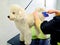 Person brushing poodle dog hair