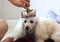 Person brushing a white poodle dog`s hair
