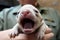 person, capturing moment when baby animal first opens its eyes
