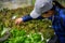 Person carefully picking fresh lettuce from a lush green plant in a garden