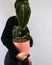 Person carrying a potted philodendron melanochrysum against a white wal