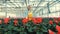 Person checks red cyclamen in pot, working in a greenhouse.