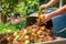 person, composting food waste in backyard garden