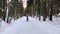 Person cross skiing in forest in winter snowy day and cute dog running after him