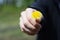 A person with a dandelion flower in his hand in spring