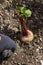 Person digging beetroot from a vegetable plot using a fork. Grow your own concept