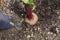 Person digging beetroot from a vegetable plot using a fork. Grow your own concept