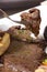 Person eating a piece of beef with a fork. Dark haired woman in gray striped shirt at lunch time with plate of homemade meat