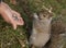 Person feeding gray squirrel