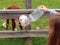 A person feeds a calf with a bottle of milk in spring, Chile