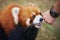 Person feeds red panda in a zoo in the Ocean Park in Hong Kong, China.