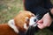 Person feeds red panda in a zoo in the Ocean Park in Hong Kong, China.