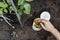 Person filling the worm tower with kitchen organic waste. Worm activity turns material into compost to enrich soil