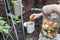 Person filling the worm tower with kitchen organic waste. Worm activity turns material into compost to enrich soil