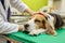 person gently patting a lethargic beagle on a vets exam table