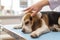 person gently patting a lethargic beagle on a vets exam table