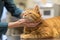 person gently petting an ailing cat on a vet examination table