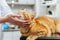 person gently petting an ailing cat on a vet examination table