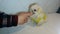 Person gives fluffy white Pekingese Dog a tasty treat.